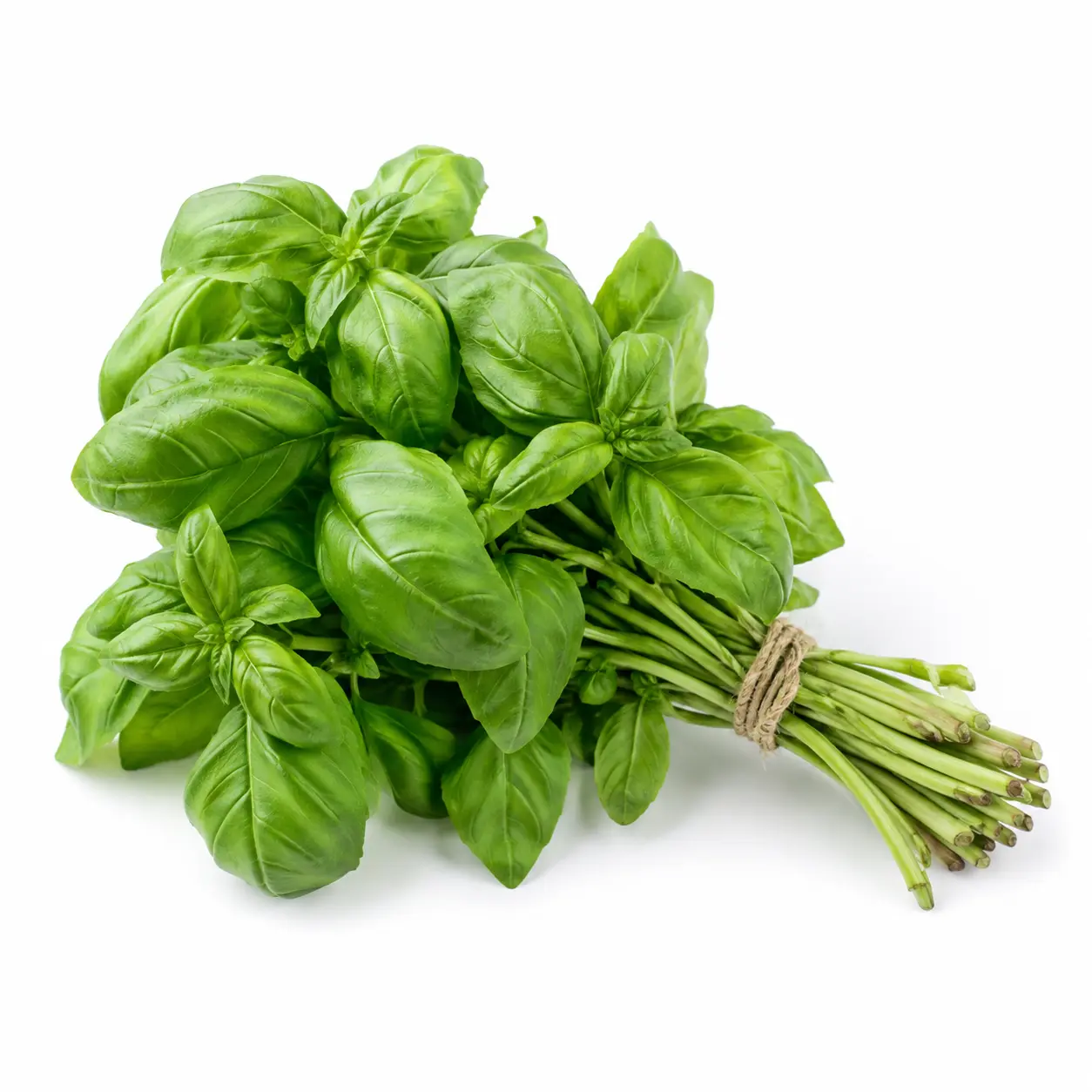 Fotografía de Albahaca en rama