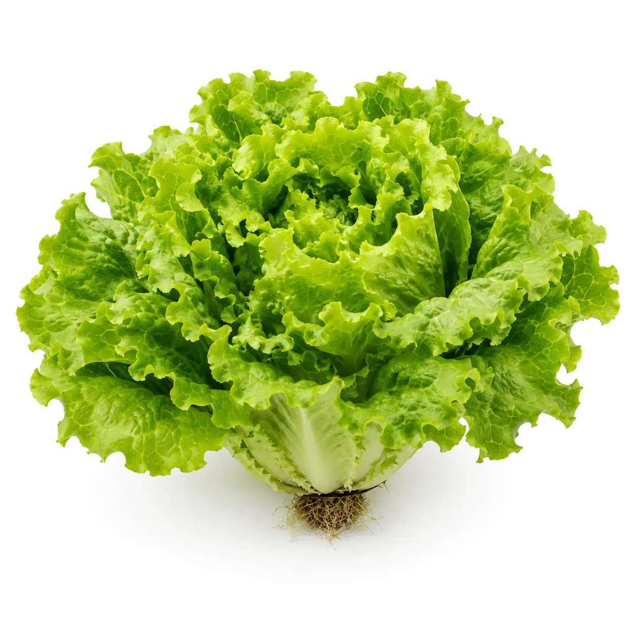 Fotografía de Lechuga hidropónica