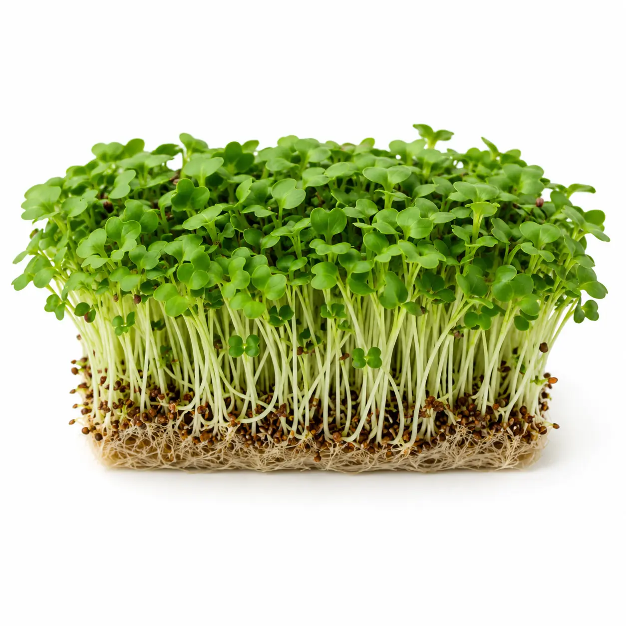 Fotografía de Microgreens 50 gr (brotes)