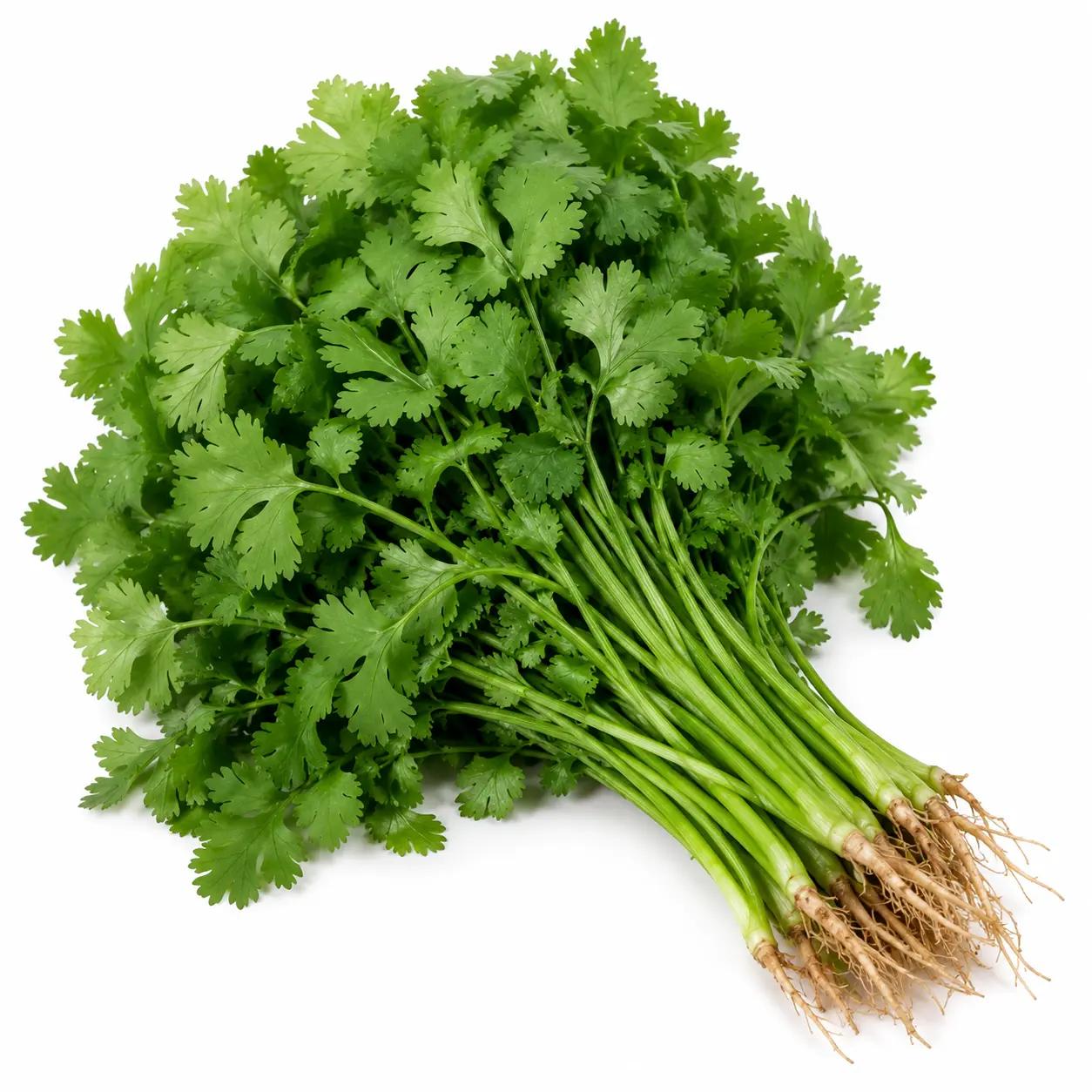 Fotografía de Cilantro