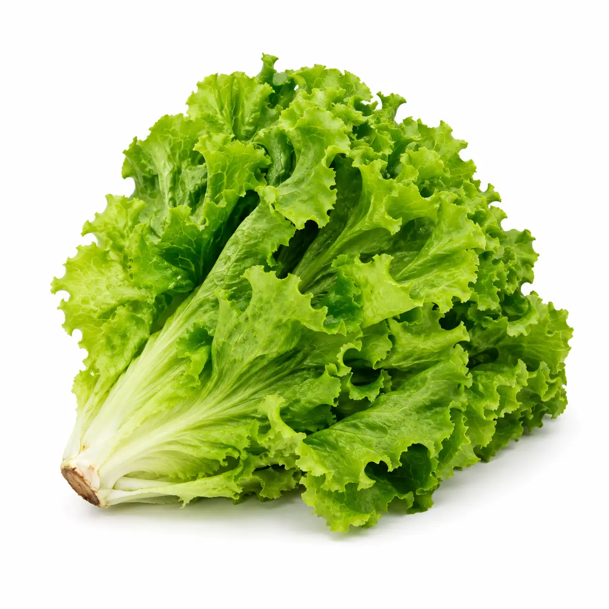 Fotografía de Lechuga chilena